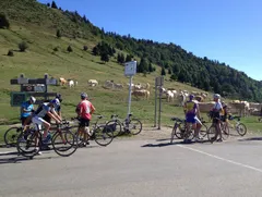 Amatérští cyklisté a krávy na vrcholu Col d'Aspin