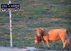 Cedule Col d'Aspin ve výšce 1490 metrů s pasoucím se dobytkem