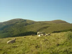 Odpočívající krávy na horských pastvinách Hautacamu