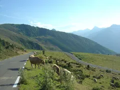 Krávy pasoucí se u silnice v posledním kilometru výstupu na Hautacam
